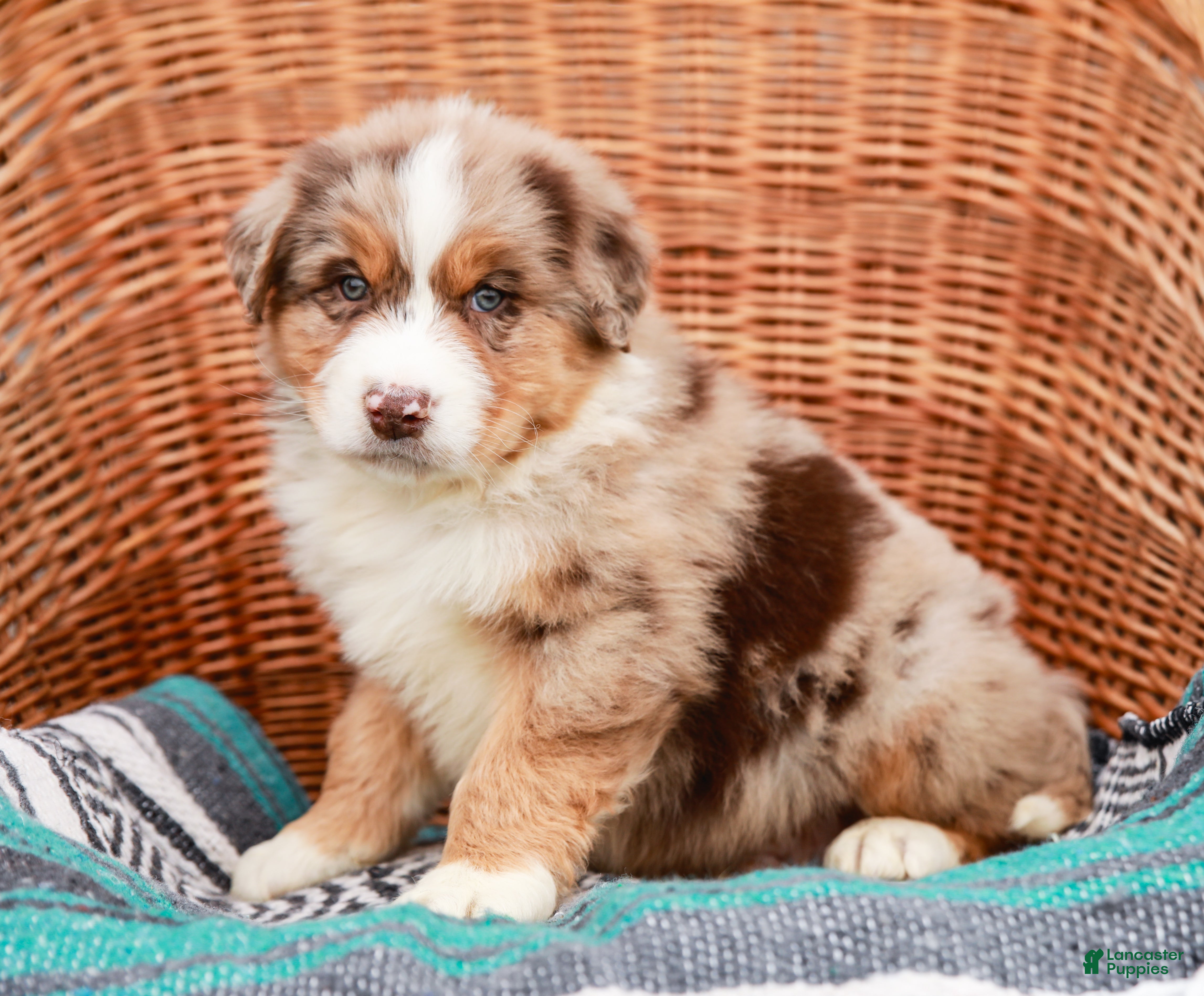 Australian Shepherd dogs Sparkles - Ad 1