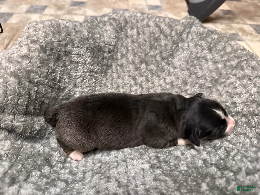 Australian Shepherd dogs for sale: Australian Shepherd 3 - Ad 2