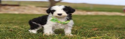 Sheepadoodle dogs for sale: Jangle - Ad 7