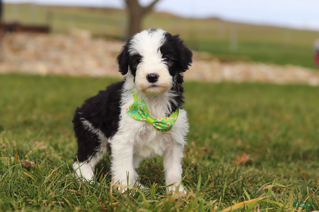 Sheepadoodle dogs for sale: Jangle - Ad 7