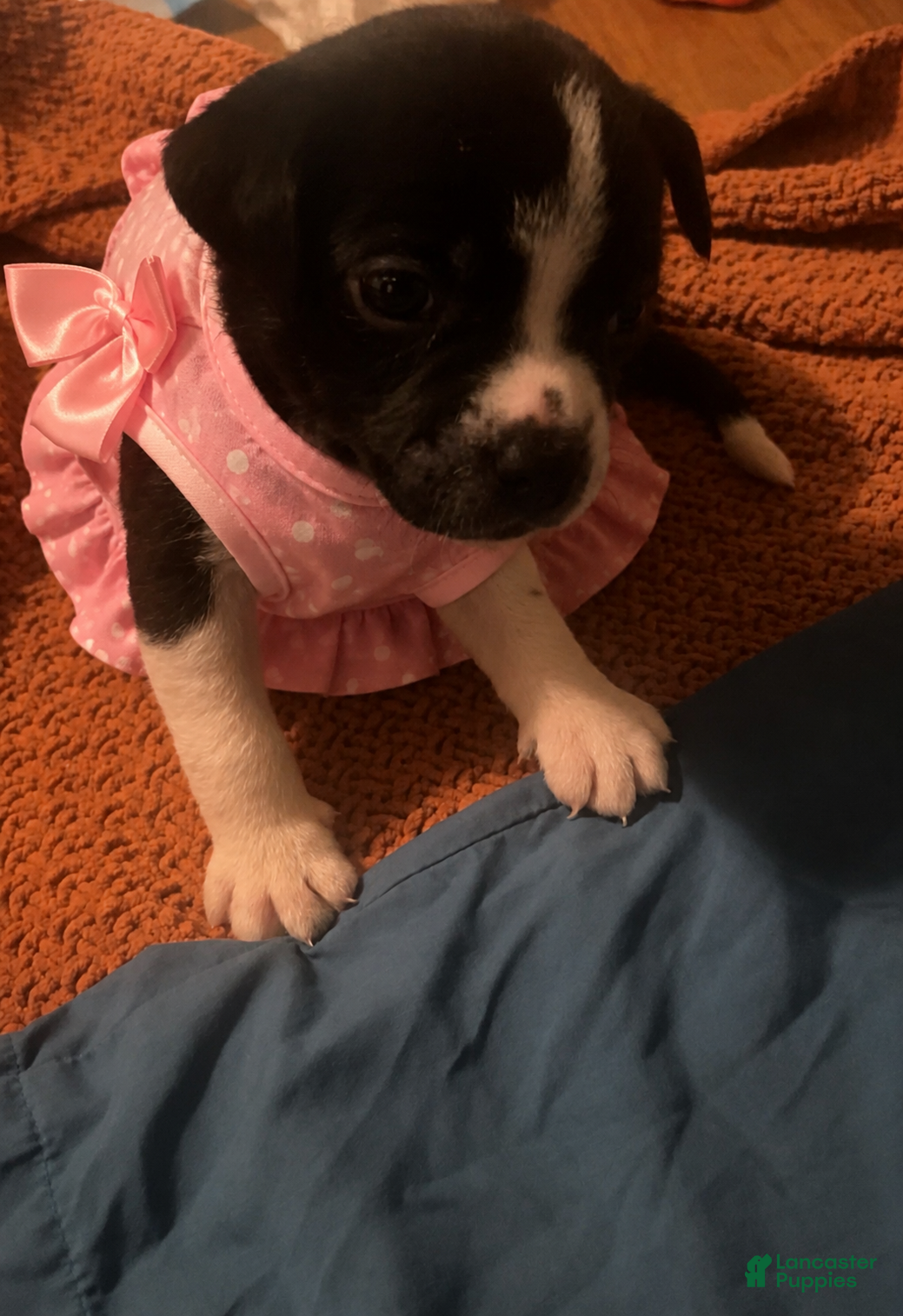 Mixed Breed dogs Bella - Ad 1