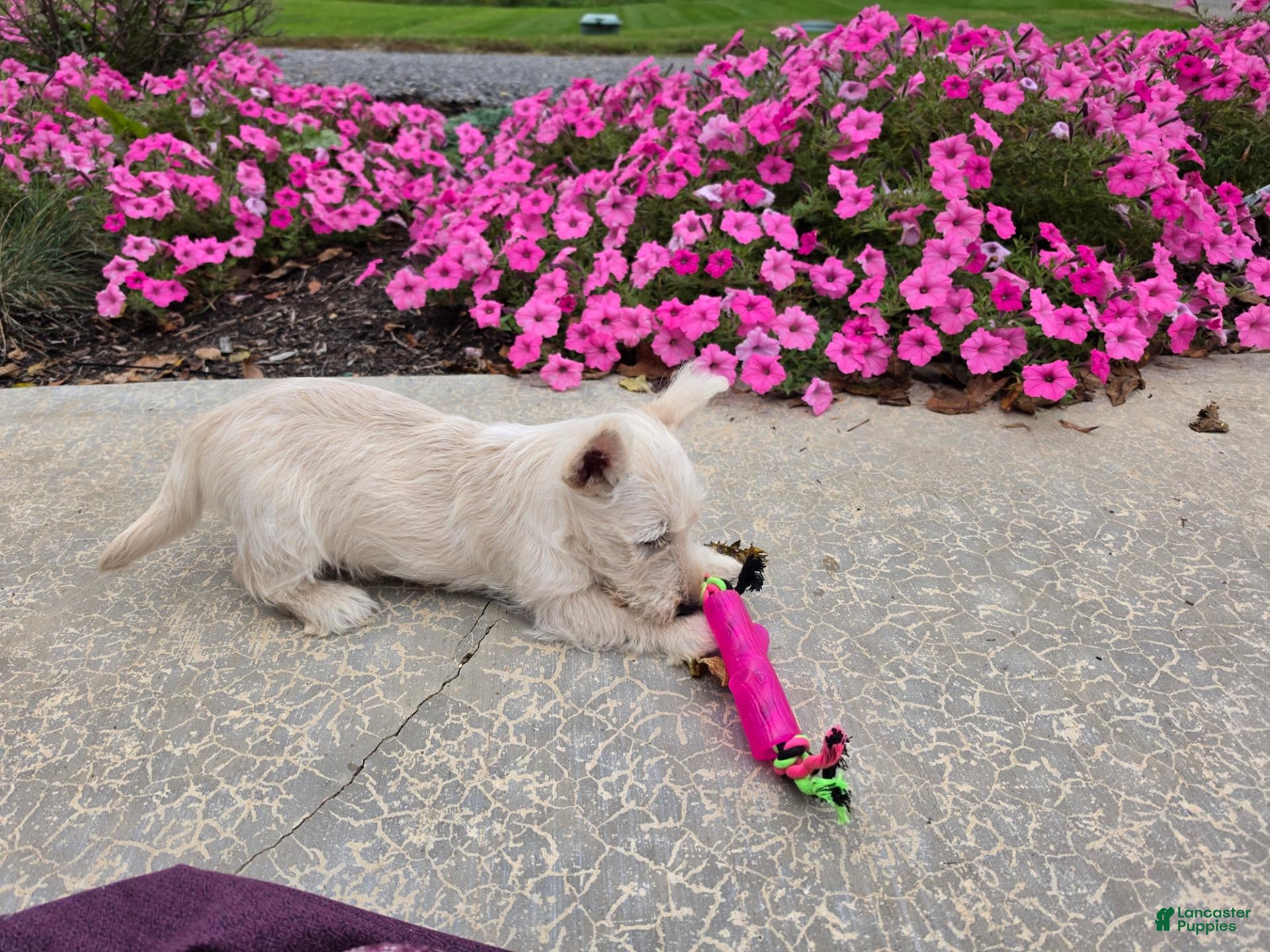 Scottish Terrier dogs for sale: Vivian - Ad 2