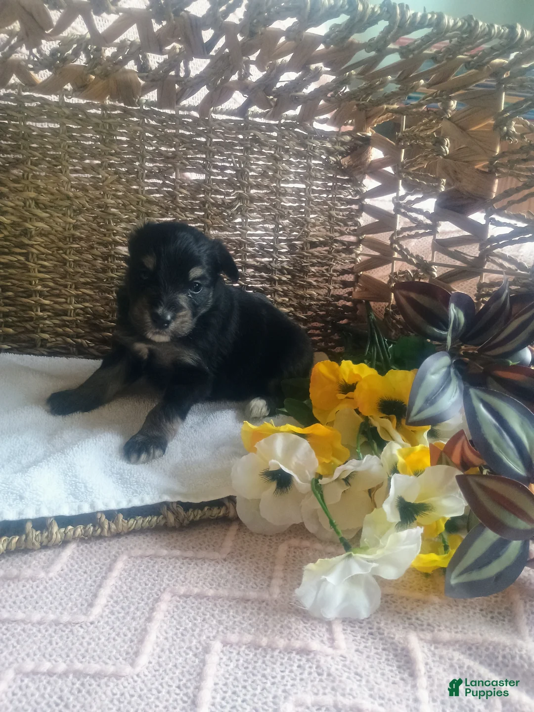 Mixed Breed dogs for sale: Mixed Breed Puppy 5 - Ad 4