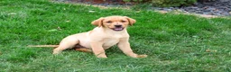 Labrador Retriever dogs for sale: Constance - Ad 4