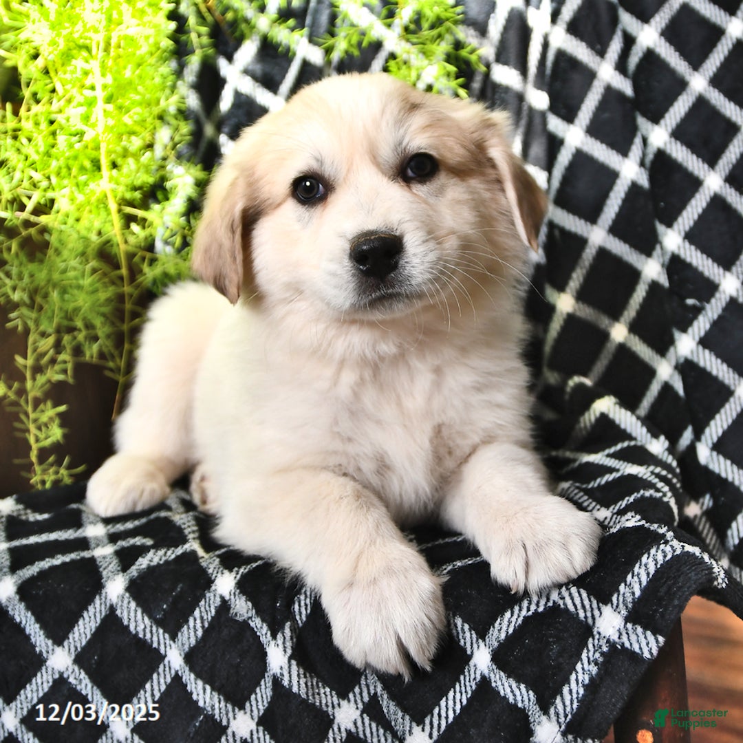 Great Pyrenees dogs for sale: Nicky - Ad 5