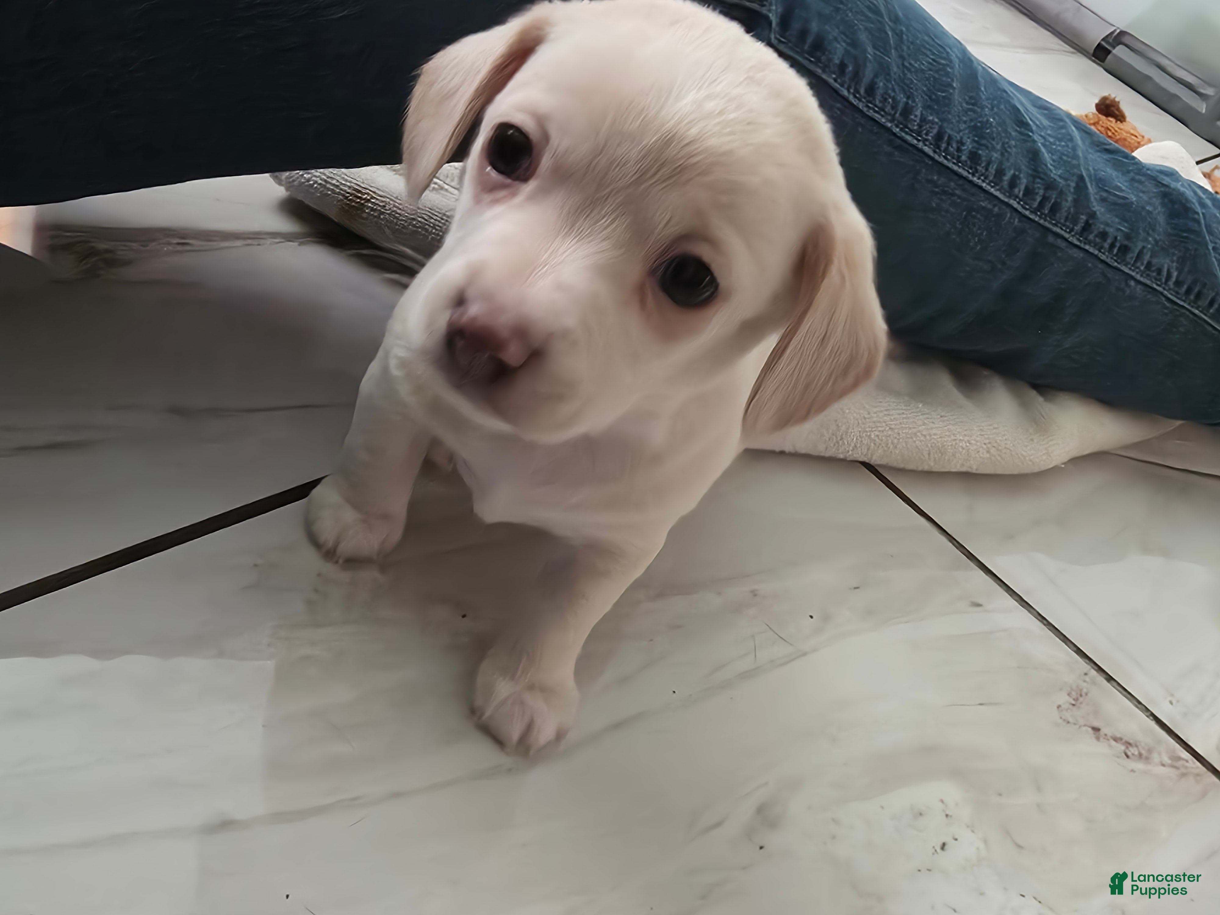 Chiweenie dogs Chiweenie Puppy 4 - Ad 2