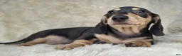 Miniature Dachshund dogs for sale: Miniature Dachshund Male - Ad 1