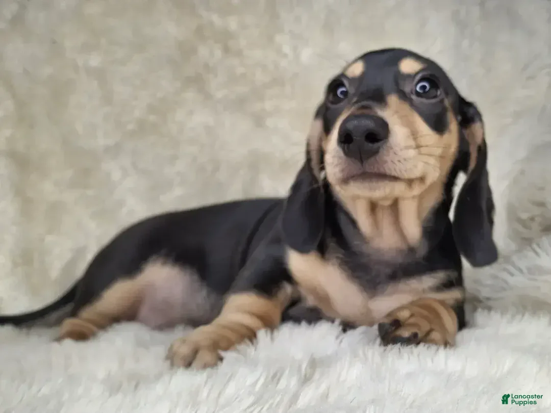Miniature Dachshund dogs for sale: Miniature Dachshund Male - Ad 1