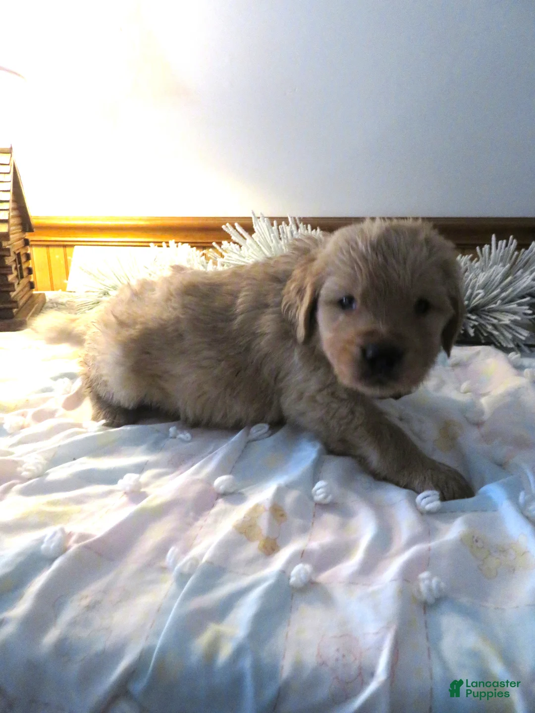 Golden Retriever dogs for sale: LINCOLN - CHAMPION LINE - Ad 4