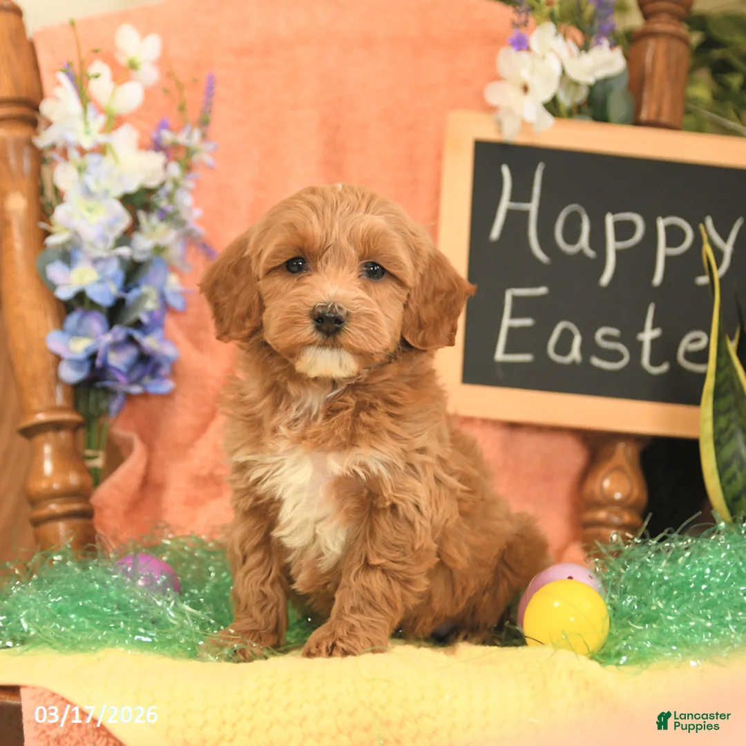 Mini Goldendoodle dogs for sale: Shirley - Ad 5