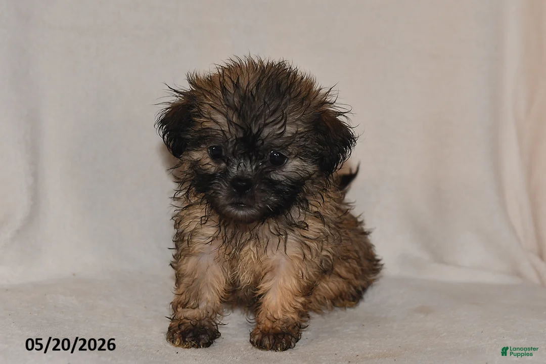 Teddy Bear dogs for sale: Chloe - Ad 1