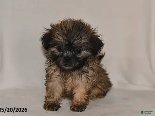 Teddy Bear dogs for sale: Chloe - Ad 2