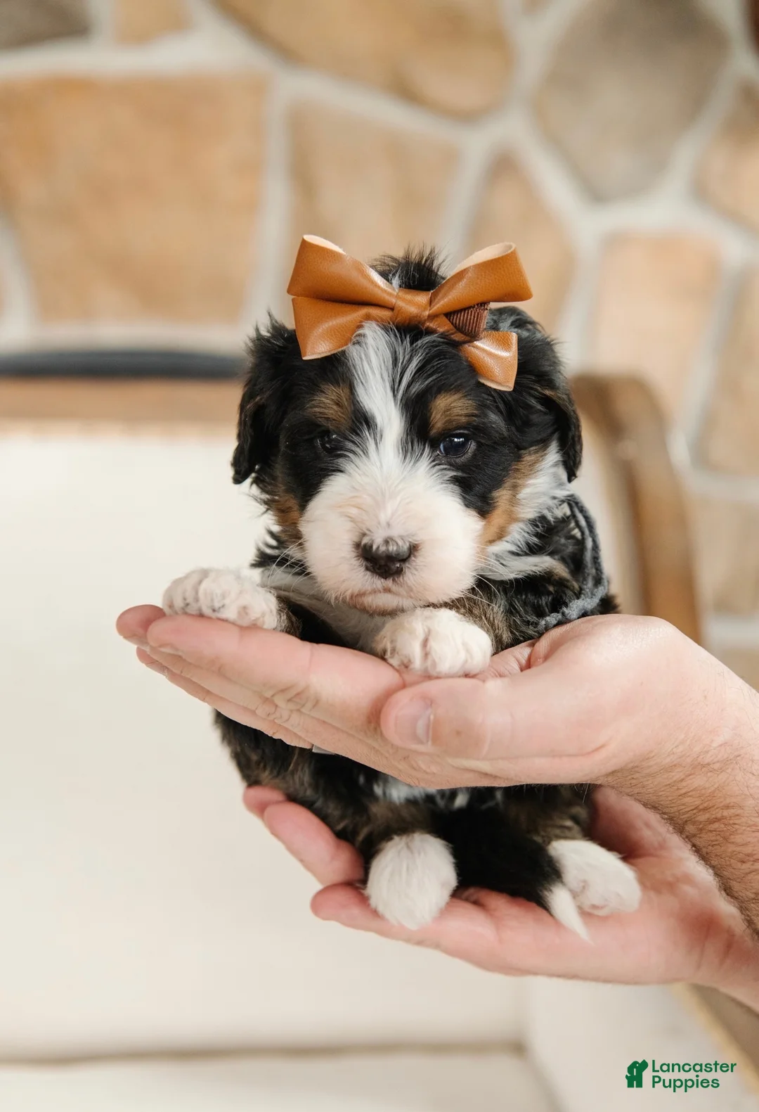 Bernedoodle dogs for sale: Medium Sized Female Bernedoodle - Artermis - Ad 1