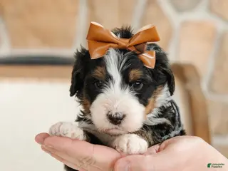 Bernedoodle dogs Artermis - Ad 36
