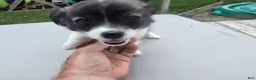 Pomchi dogs for sale: Lucy - Ad 12