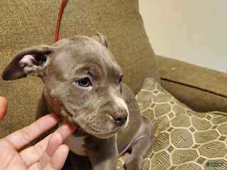 American Bully dogs - Ad 32