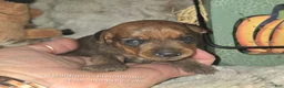 Miniature Pinscher dogs for sale: Gus - Ad 6