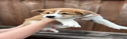 Shiba Inu dogs for sale: Tiramisu - Ad 2