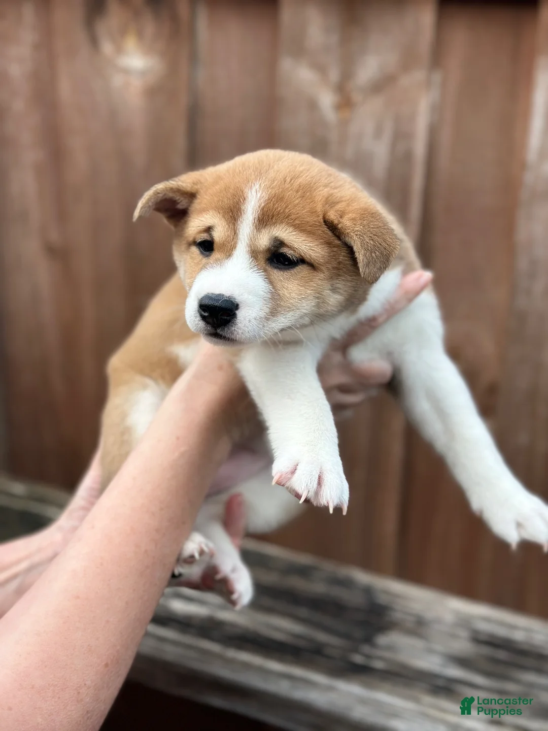 Shiba Inu dogs for sale: Tiramisu - Ad 2