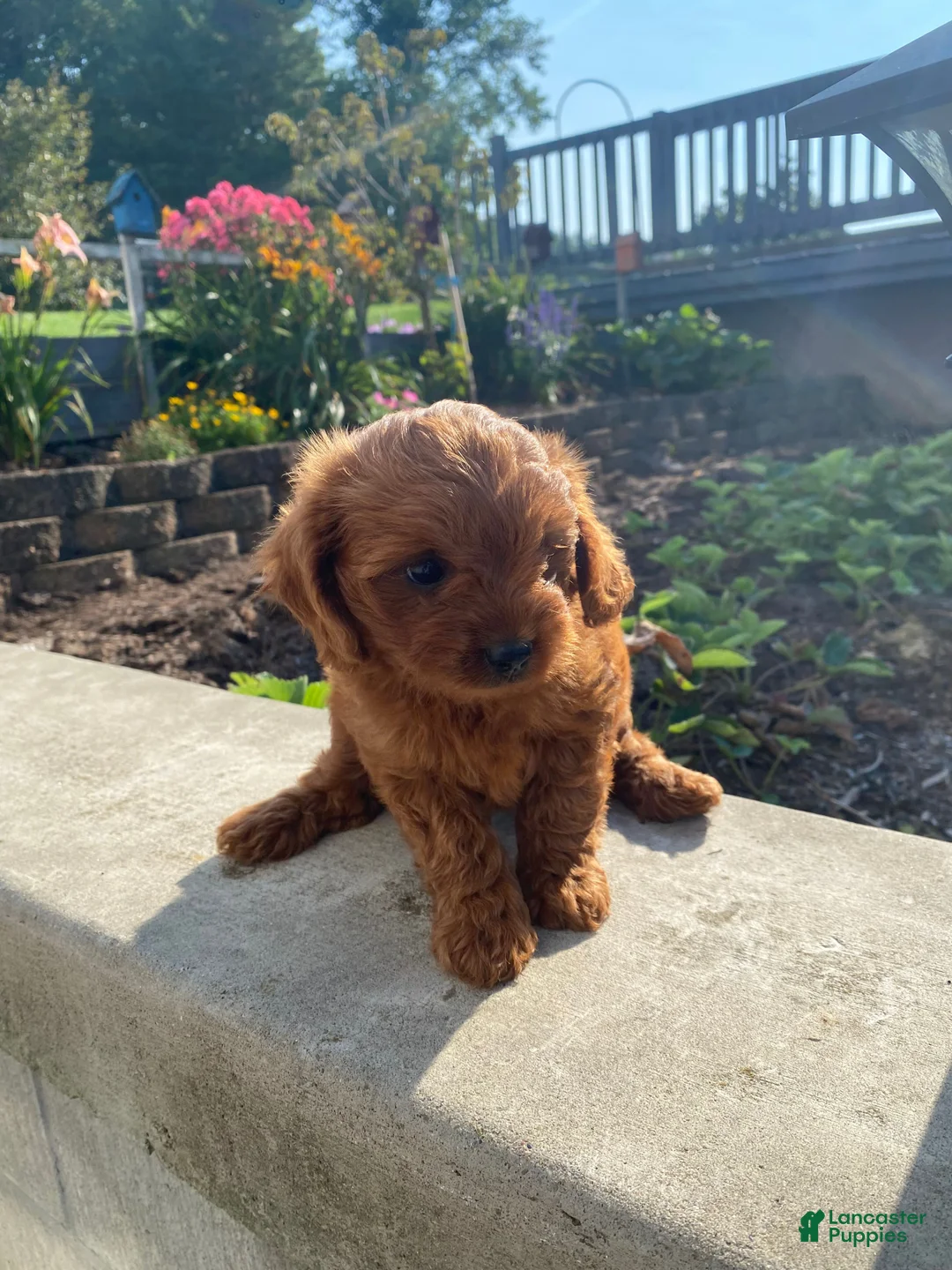 Cavapoo dogs for sale: Ruby - Ad 12