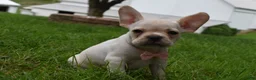 Frug dogs for sale: Mckenzie - Ad 3