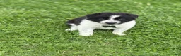 Border Collie dogs for sale: Grady - Ad 2