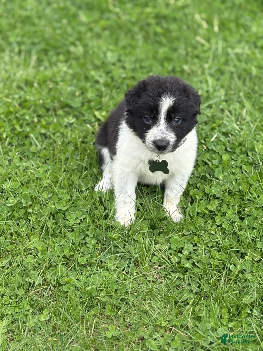 Border Collie dogs for sale: Grady - Ad 2