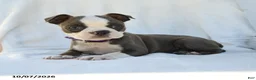 Boston Terrier dogs for sale: Aurora - Ad 4