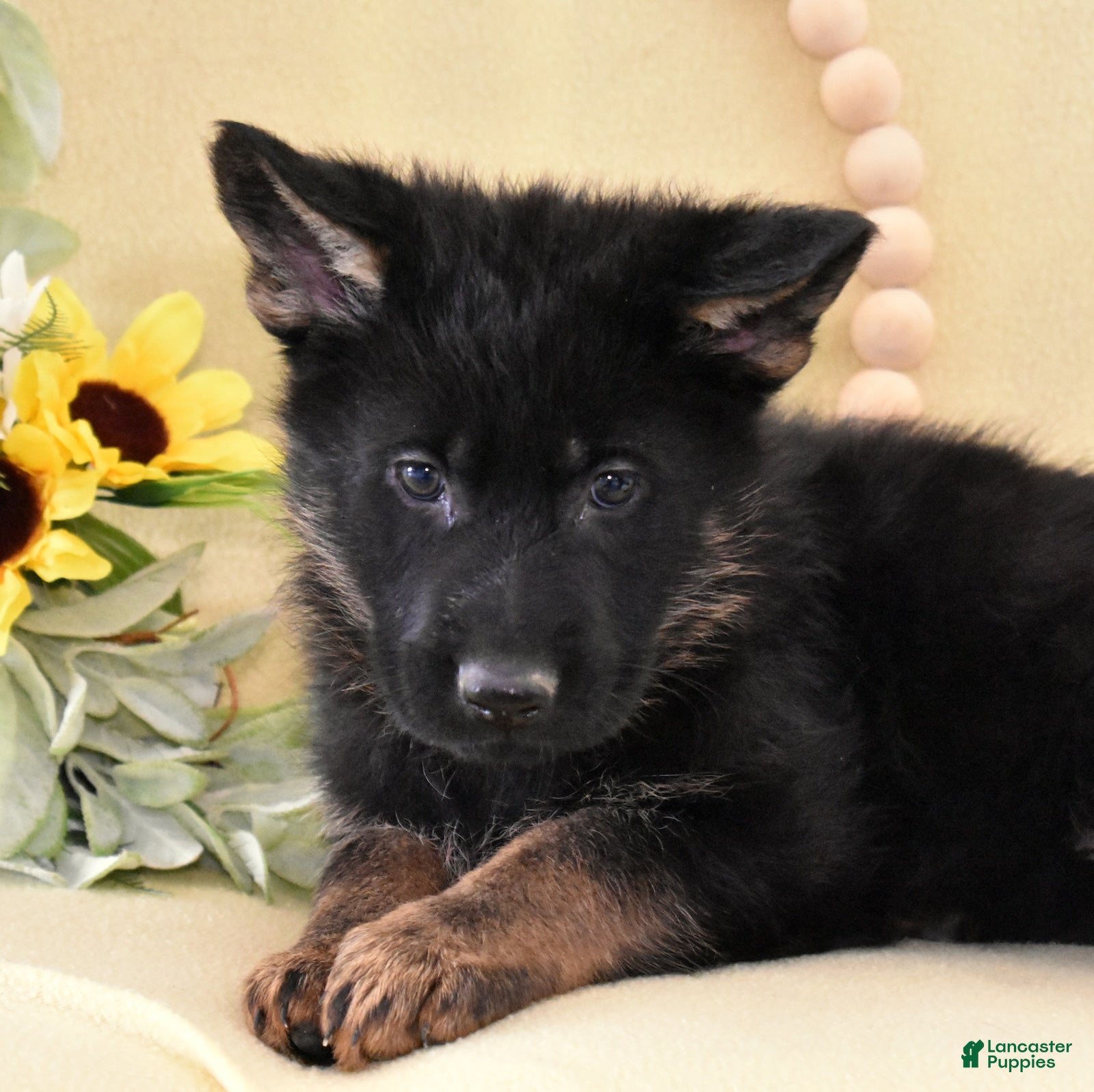 German Shepherd dogs Sage - Ad 1
