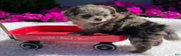 Pomapoo dogs for sale: Kaya - Ad 1
