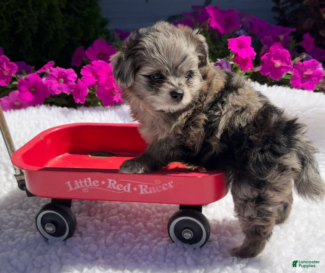 Pomapoo dogs for sale: Kaya - Ad 1