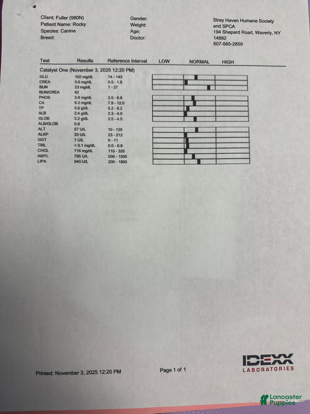 Yorkshire Terrier dogs for sale: Moes Tiny baby boy - Ad 8