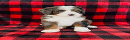 Bernedoodle dogs for sale: Porter - Ad 1