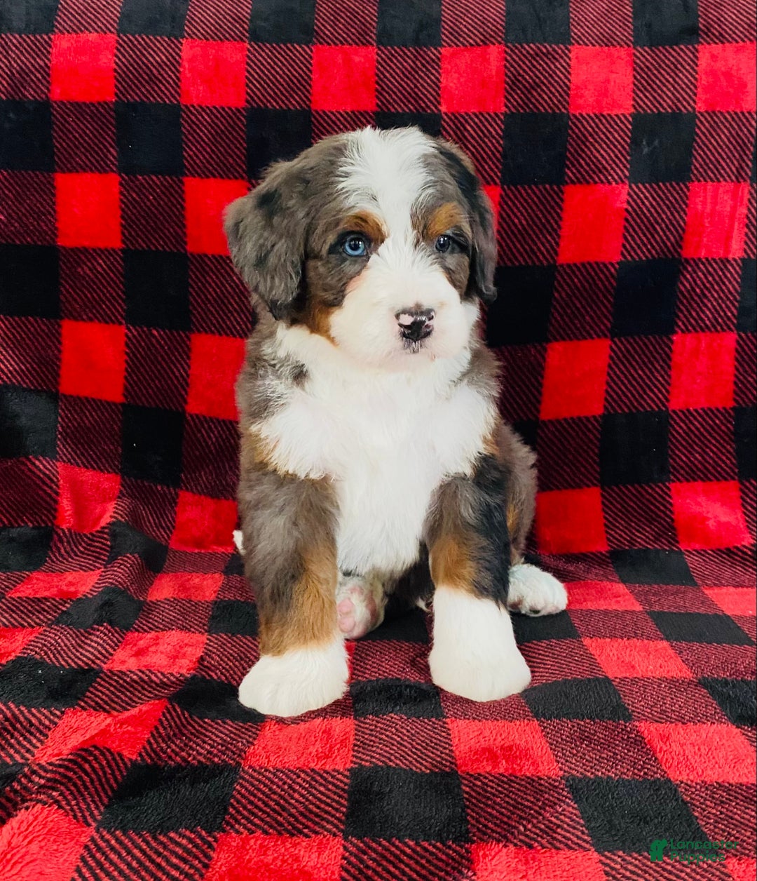 Bernedoodle dogs for sale: Porter - Ad 1