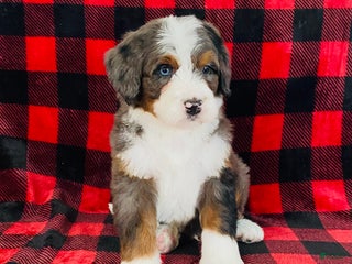 Bernedoodle dogs Porter - Ad 11