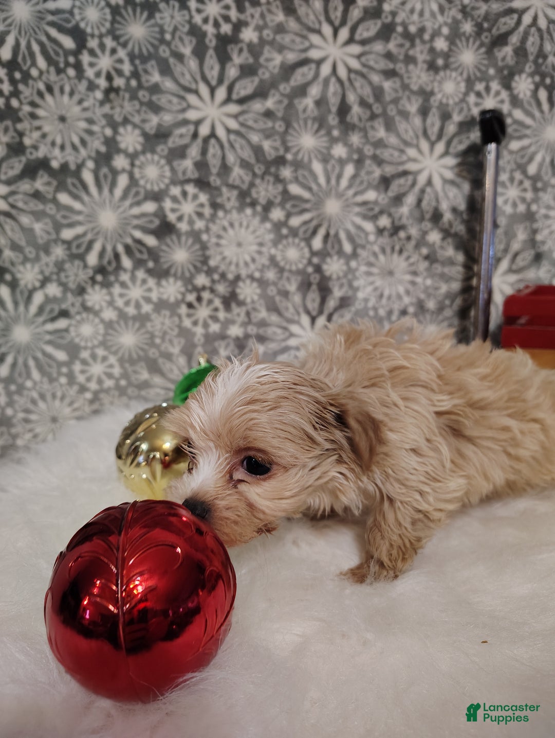 Maltipoo dogs for sale: Nova - Ad 6