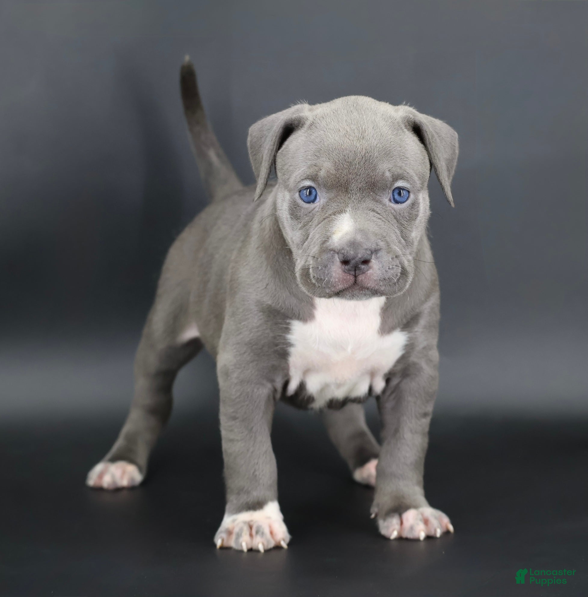 American Bully dogs Rowena - Ad 1