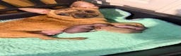Chihuahua dogs for sale: Chihuahua 1 - Ad 4