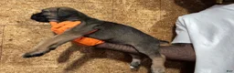 Cane Corso dogs for sale: Red/carbon - Ad 2