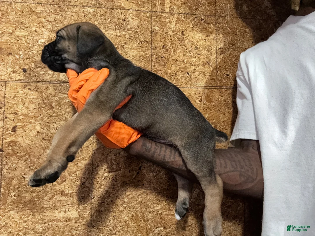 Cane Corso dogs for sale: Red/carbon - Ad 2