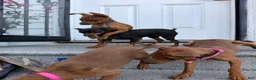 Miniature Pinscher dogs for sale: Miniature Pinscher 2 - Ad 3