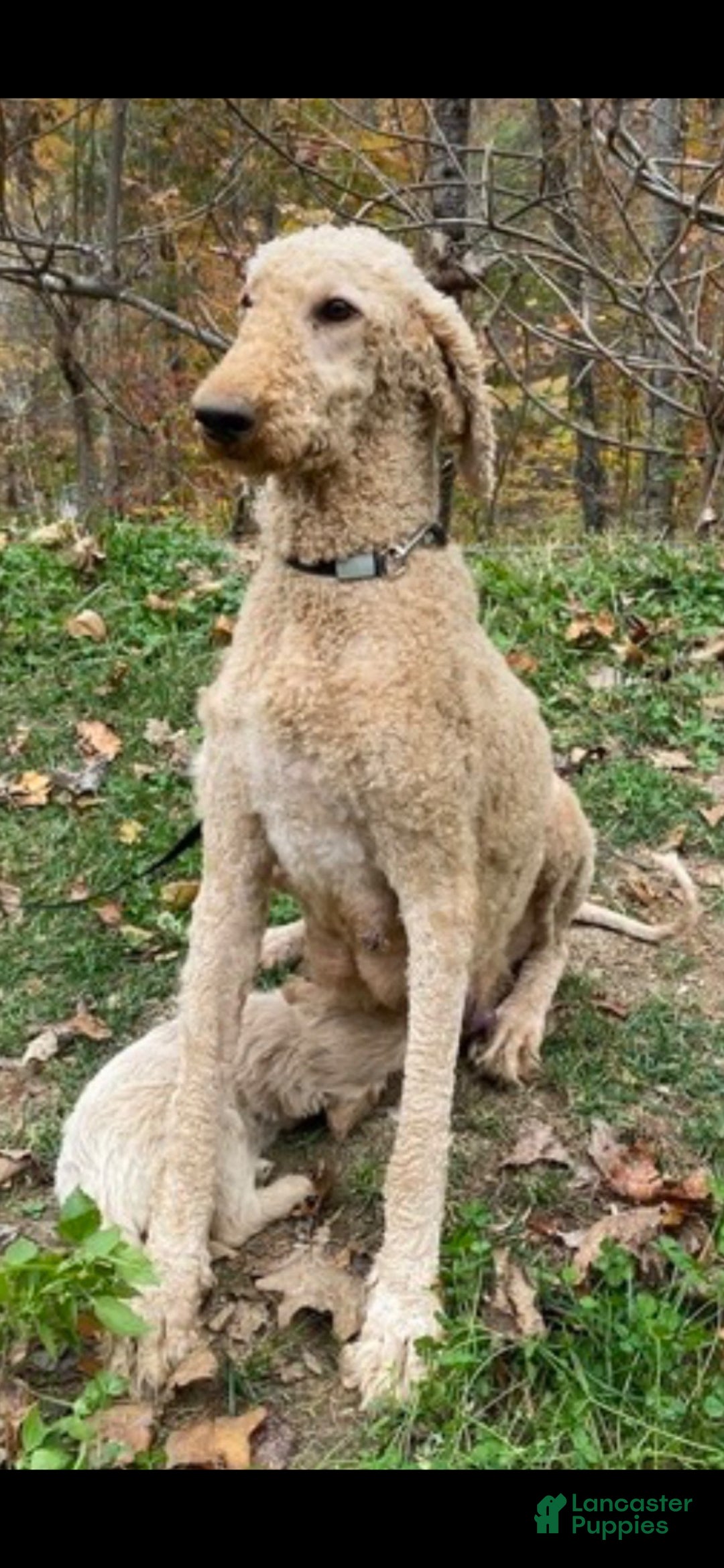 Goldendoodle dogs for sale: Goldendoodle Puppy 4 - Ad 3