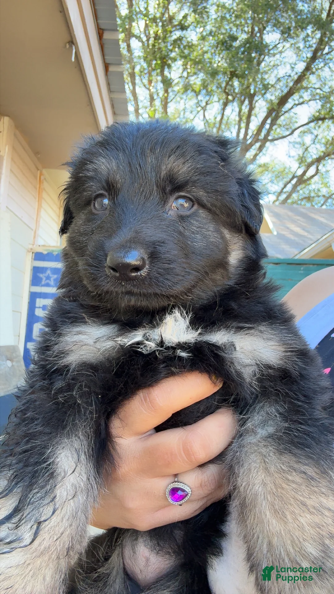 German Shepherd dogs for sale:  Puppy 6 - Ad 1