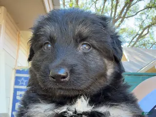 German Shepherd dogs Puppy 6 - Ad 30