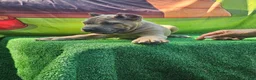 Cane Corso dogs for sale: ROCKY - Ad 1