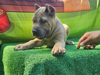 Cane Corso dogs for sale: ROCKY - Ad 3