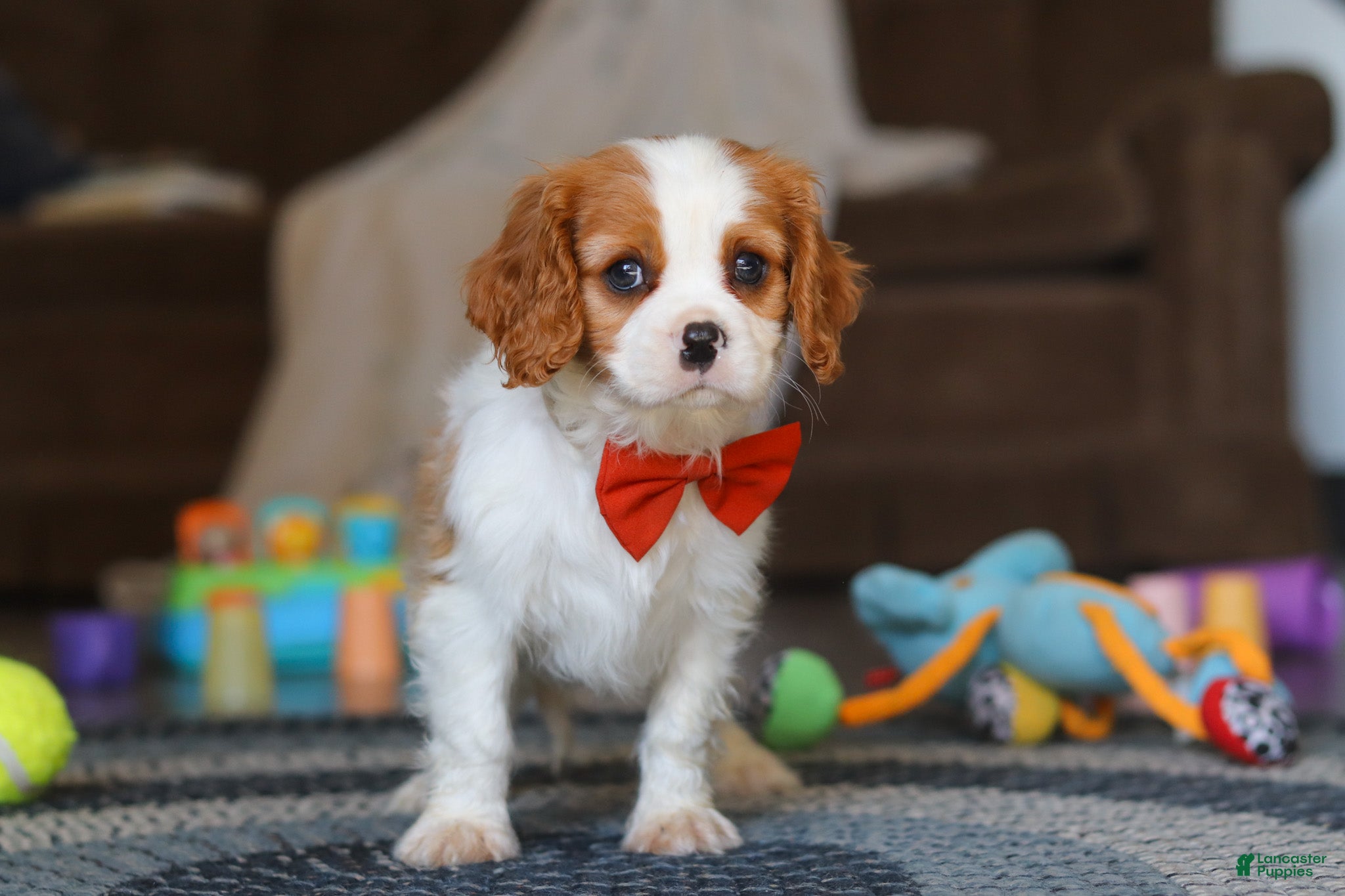 Cavalier King Charles Spaniel dogs Dane - Ad 2