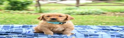 Golden Retriever dogs for sale: Carolina - Ad 3