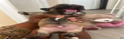 Shih Tzu dogs for sale: Shih Tzu 1 Breezy  - Ad 3