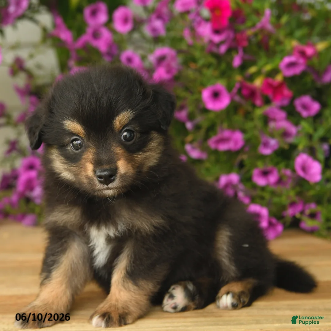 Toy Australian Shepherd dogs for sale: Adrian - Ad 1